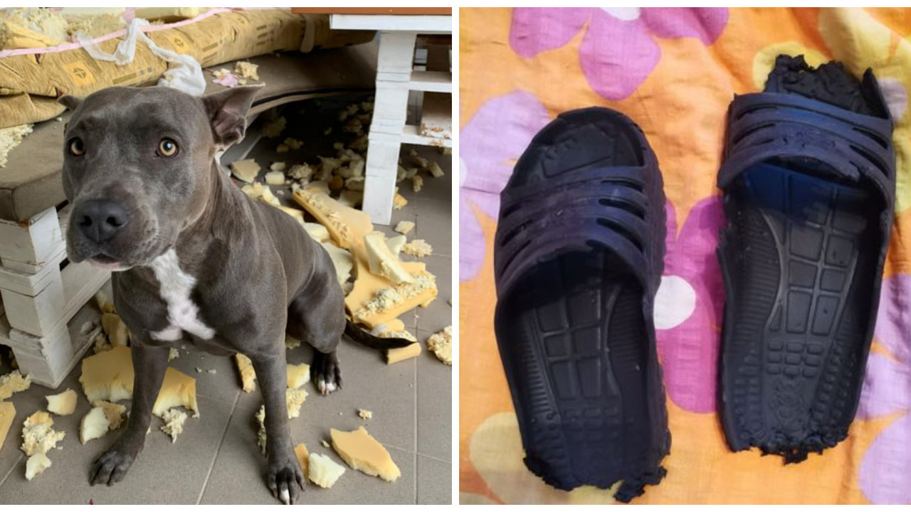 Slováci ukázali to najhoršie, čoho sú ich domáci miláčikovia schopní. Toto je TOP 15